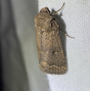 Proteuxoa hypochalchis at Garran, ACT - 1 Apr 2022