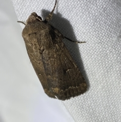 Proteuxoa hypochalchis at Garran, ACT - 1 Apr 2022