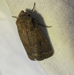 Proteuxoa hypochalchis at Garran, ACT - 1 Apr 2022