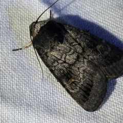 Proteuxoa restituta (Black-bodied Noctuid) at Hughes Garran Woodland - 1 Apr 2022 by Ned_Johnston