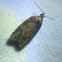 Thrincophora impletana (a Tortrix moth) at Hughes Garran Woodland - 1 Apr 2022 by Ned_Johnston
