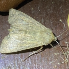Leucania (genus) (A noctuid moth) at Garran, ACT - 1 Apr 2022 by Ned_Johnston