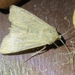 Mythimna (Pseudaletia) convecta at Hughes Garran Woodland - 1 Apr 2022 08:05 PM