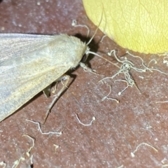 Mythimna (Pseudaletia) convecta at Hughes Garran Woodland - 1 Apr 2022