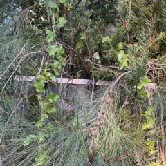 Anredera cordifolia (Madeira Vine) at Hughes, ACT - 1 Apr 2022 by NedJohnston