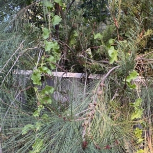 Anredera cordifolia at Hughes, ACT - 1 Apr 2022 06:35 PM