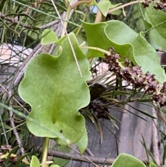 Anredera cordifolia at Hughes, ACT - 1 Apr 2022 06:35 PM