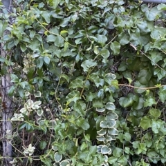 Anredera cordifolia at Hughes, ACT - 1 Apr 2022 06:35 PM