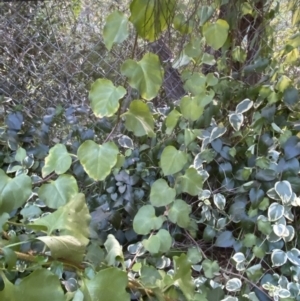 Anredera cordifolia at Hughes, ACT - 1 Apr 2022