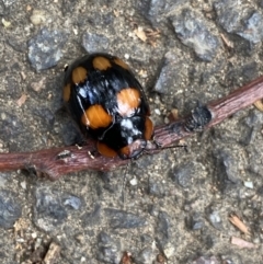 Paropsisterna beata (Blessed Leaf Beetle) at Dickson, ACT - 31 Mar 2022 by Ned_Johnston