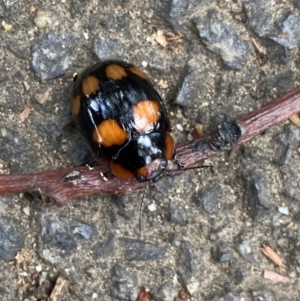 Paropsisterna beata at Dickson, ACT - 31 Mar 2022 03:17 PM