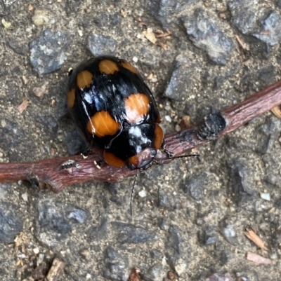 Paropsisterna beata (Blessed Leaf Beetle) at Dickson Wetland Corridor - 31 Mar 2022 by Ned_Johnston
