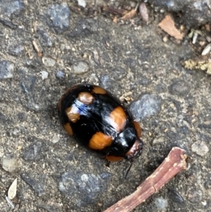 Paropsisterna beata at Dickson, ACT - 31 Mar 2022 03:17 PM