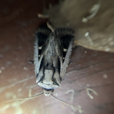 Proteuxoa undescribed species near paragypsa (A Noctuid moth) at Red Hill to Yarralumla Creek - 1 Apr 2022 by Ned_Johnston