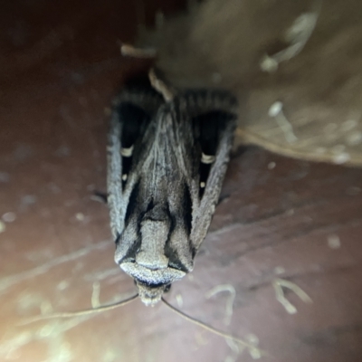 Proteuxoa undescribed species near paragypsa (A Noctuid moth) at Garran, ACT - 1 Apr 2022 by NedJohnston