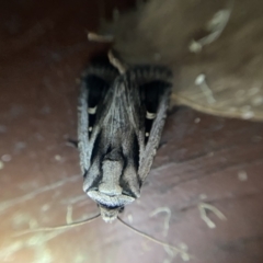 Proteuxoa undescribed species near paragypsa (A Noctuid moth) at Hughes Garran Woodland - 1 Apr 2022 by Ned_Johnston