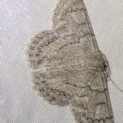 Crypsiphona ocultaria (Red-lined Looper Moth) at Hughes Garran Woodland - 1 Apr 2022 by Ned_Johnston