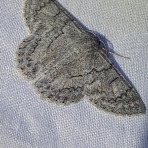 Crypsiphona ocultaria at Garran, ACT - 1 Apr 2022