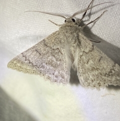 Crypsiphona ocultaria at Garran, ACT - 1 Apr 2022