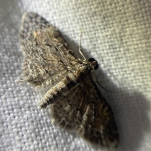 Chloroclystis insigillata at Garran, ACT - 1 Apr 2022 08:34 PM