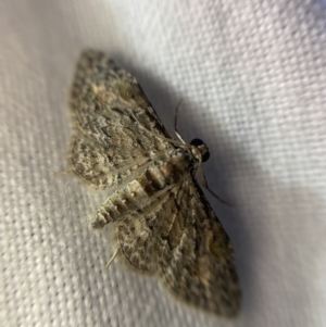 Chloroclystis insigillata at Garran, ACT - 1 Apr 2022 08:34 PM