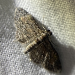 Chloroclystis insigillata at Garran, ACT - 1 Apr 2022 08:34 PM