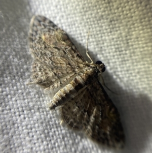 Chloroclystis insigillata at Garran, ACT - 1 Apr 2022 08:34 PM