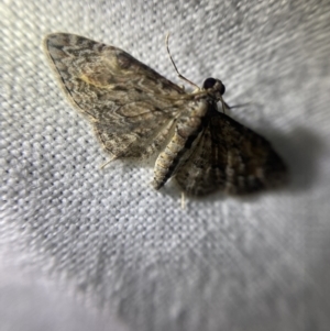 Chloroclystis insigillata at Garran, ACT - 1 Apr 2022