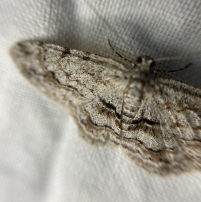 Didymoctenia exsuperata (Thick-lined Bark Moth) at Garran, ACT - 1 Apr 2022 by NedJohnston