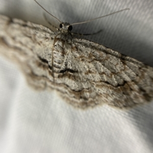 Didymoctenia exsuperata at Garran, ACT - 1 Apr 2022