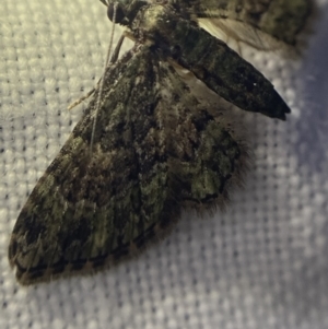 Chloroclystis approximata at Garran, ACT - 1 Apr 2022