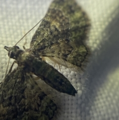 Chloroclystis approximata at Garran, ACT - 1 Apr 2022