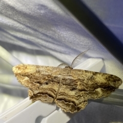 Scioglyptis lyciaria (White-patch Bark Moth) at Garran, ACT - 1 Apr 2022 by NedJohnston