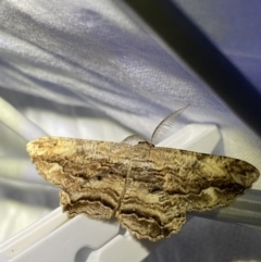 Scioglyptis lyciaria (White-patch Bark Moth) at Hughes Garran Woodland - 1 Apr 2022 by Ned_Johnston