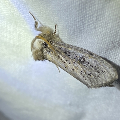 Oenosandra boisduvalii (Boisduval's Autumn Moth) at Hughes Garran Woodland - 1 Apr 2022 by Ned_Johnston