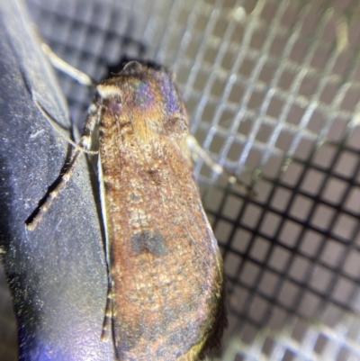 Agrotis porphyricollis (Variable Cutworm) at Red Hill to Yarralumla Creek - 1 Apr 2022 by Ned_Johnston