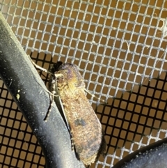 Agrotis porphyricollis at Garran, ACT - 1 Apr 2022 09:17 PM