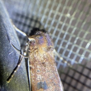 Agrotis porphyricollis at Garran, ACT - 1 Apr 2022 09:17 PM