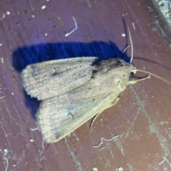 Proteuxoa (genus) (A Noctuid moth) at Hughes Garran Woodland - 1 Apr 2022 by Ned_Johnston
