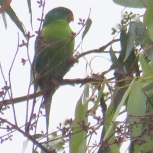 Lathamus discolor at Hackett, ACT - suppressed