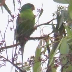 Lathamus discolor (Swift Parrot) at Hackett, ACT - 2 Apr 2022 by TomW