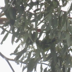 Lathamus discolor at Hackett, ACT - 2 Apr 2022