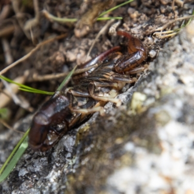 Cercophonius squama (Wood Scorpion) at Mount Clear, ACT - 29 Mar 2022 by SWishart