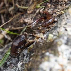 Cercophonius squama at Mount Clear, ACT - 29 Mar 2022