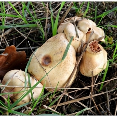 Agrocybe sp. at Crooked Corner, NSW - 1 Apr 2022 by Milly