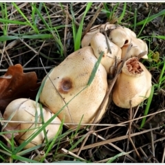 Agrocybe sp. (TBC) at Crooked Corner, NSW - 1 Apr 2022 by Milly