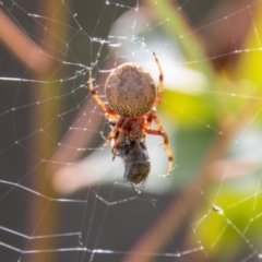 Cyclosa fuliginata (species-group) (An orb weaving spider) at Mount Clear, ACT - 29 Mar 2022 by SWishart