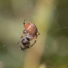 Salsa fuliginata at Mount Clear, ACT - 29 Mar 2022 12:08 PM