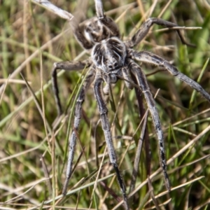 Tasmanicosa godeffroyi at Mount Clear, ACT - 29 Mar 2022 01:33 PM