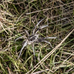 Tasmanicosa godeffroyi at Mount Clear, ACT - 29 Mar 2022 01:33 PM